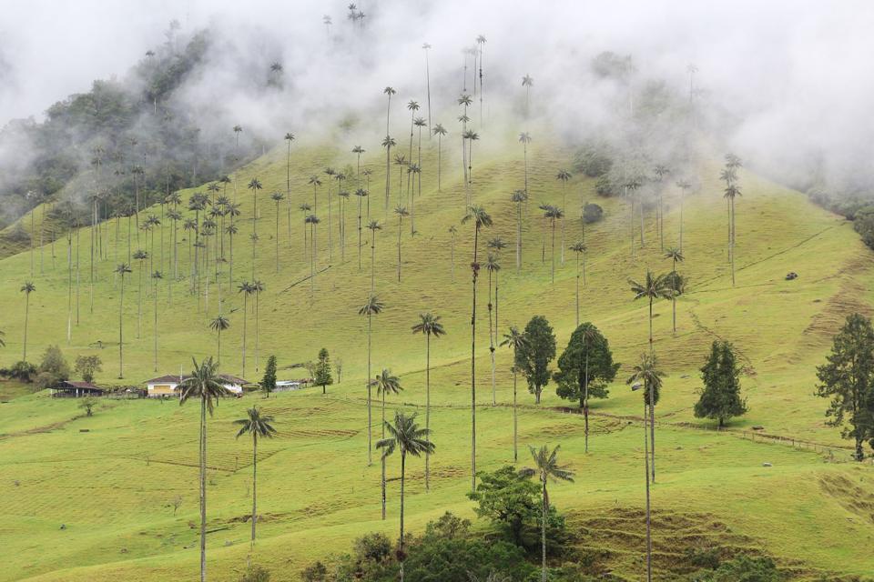 Tall wax palms on green hills in the mist, Cocora Valley